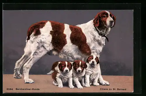 AK Chiens du St. Bernard, Bernhardinerhündin mit Welpen