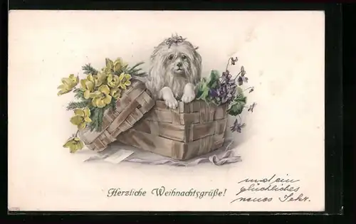 AK Weisser Pekinese in einer Spanschachtel