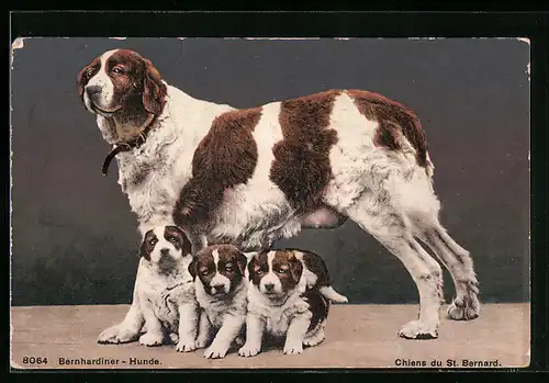 AK Chiens du St. Bernard, Bernhardiner-Hündin mit ihrem Wurf