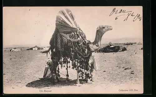 AK Un Bassour, Kamel in der Wüste