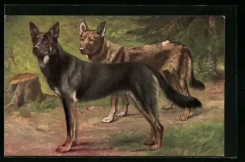 AK Zwei Schäferhunde auf einer Waldlichtung