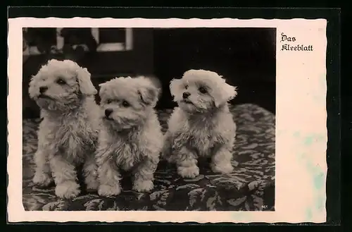 AK Drei kleine Hunde mit lockigem weissem Fell