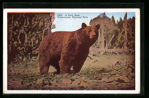 AK Yellowstone National Park, A Park Bear