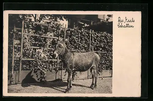 AK Kleiner angeleinter Esel vor einem Zaun