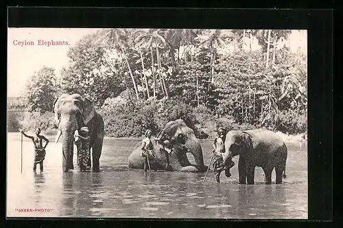 AK Ceylon, Arbeits-Elefanten mit Besitzern beim Bad