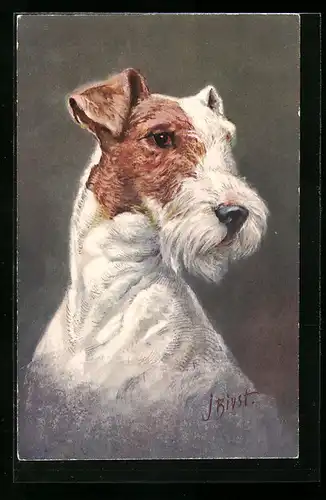 AK Braun-weisser Terrier mit neugierigem Blick