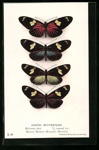 AK Exotische Schmetterlinge aus dem British Museum
