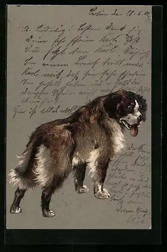 AK Bernhardiner mit lechzender Zunge