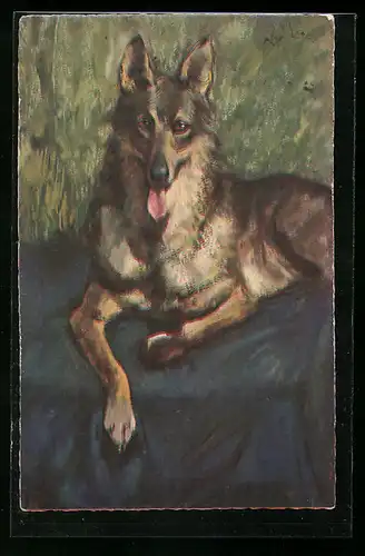 AK Entspannt liegender Schäferhund mit hängender Zunge
