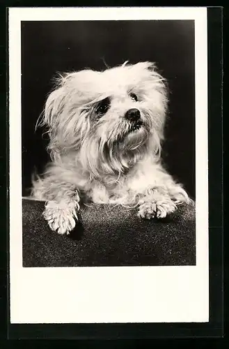 AK Süsser Terrier wartet auf seine Belohnung