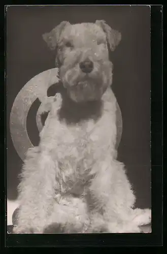 Foto-AK Portrait eines Foxterriers