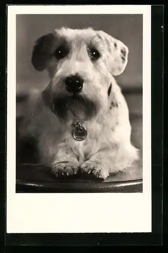 Foto-AK Kleiner Terrier mit Hundemarke