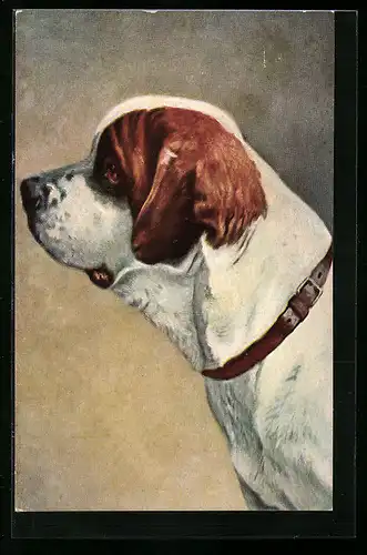 AK Bernhardiner mit treuem Blick