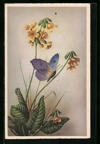 AK Schmetterling sitzt auf einer gelben Blume