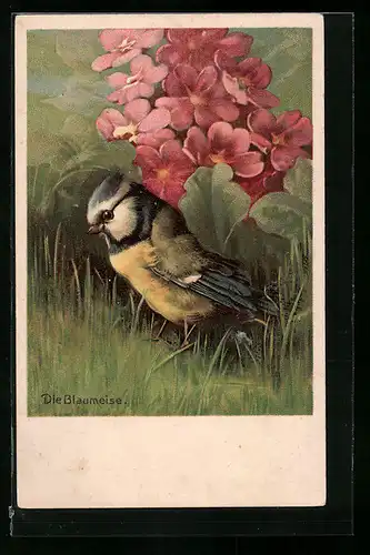 AK Blaumeise neben Blumen im Gras