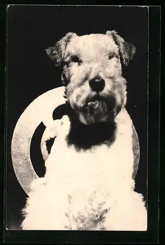 Foto-AK Sitzender Terrier, Portrait