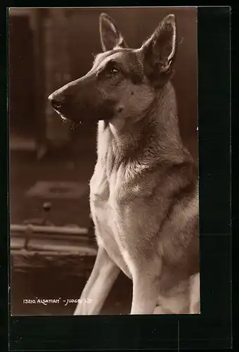 AK Alsatian, Junger Schäferhund