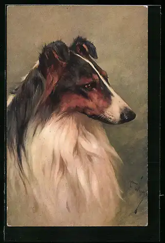 AK Collie mit sanftmütigem Blick