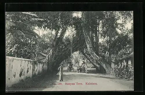 AK Kalutara, Banyan Tree