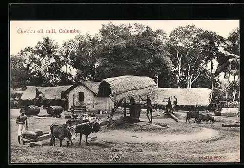 AK Ghekku Oil Mill, Ceylon, Mühle zur Ölgewinnung mit Ochsengespann