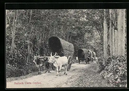 AK Ceylon, Bullock Carts, Ochsengespann