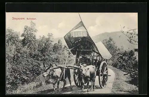 AK Singapore, Bullockart, Bullen-Gespann auf einem Feldweg