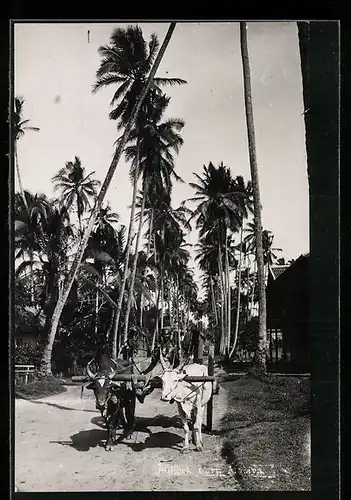 AK Singapore, Bullock Cart