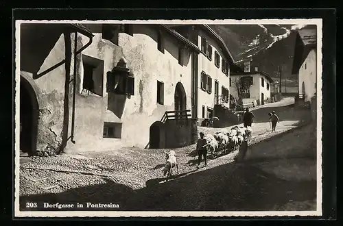 AK Pontresina, Hirte mit Schafsherde in der Dorfgasse