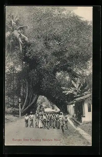 AK Kalutara, Banyan Tree Crossing Kalutara Road