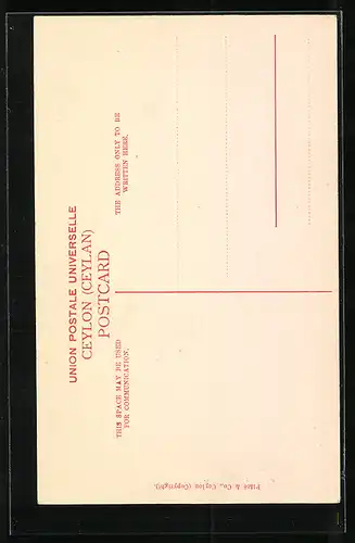 AK Kalutara, Banyan Tree Crossing Kalutara Road