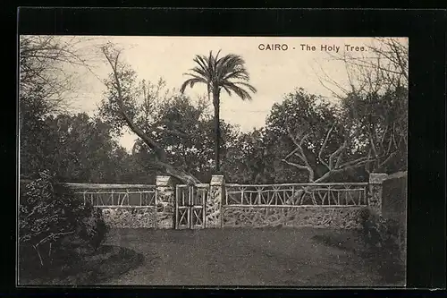 AK Cairo, The Holy Tree