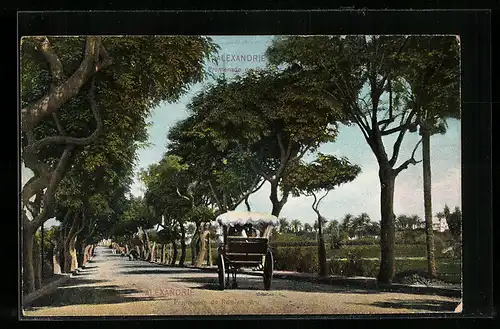 AK Alexandrie, Promenade de Ramien