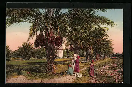 AK Bizerte, La Cueillette des dattes