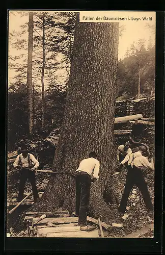 AK Fällen der Baumriesen im bayr. Wald