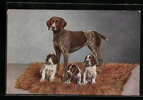 AK Kurzhaariger deutscher Vorstehhund mit Welpen auf einem Fell