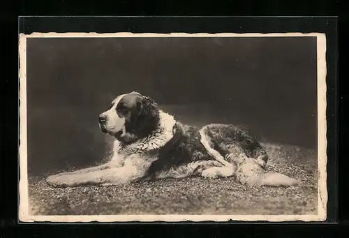 AK Entspannt liegender Bernhardiner mit vorgestreckten Pfoten