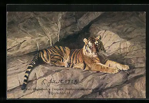 AK Hamburg, Carl Hagenbeck`s Tierpark, Tiger sitzt auf einem Felsen