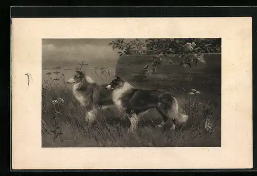 AK Zwei Collies im hohen Gras, von der Seite gesehen
