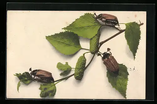 AK Drei Maikäfer auf Birkenzweig mit Troddeln