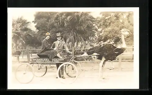 AK Los Angeles, Straussenfarm, Paar mit vor Einspanner gespanntem Strauss, 1927