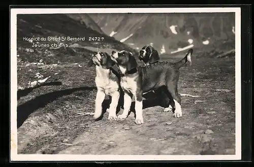 AK Grand St. Bernard, Jeunes chiens