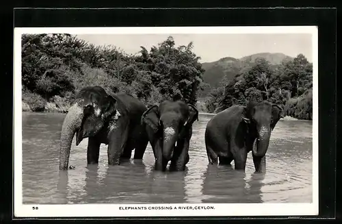 AK Elefanten überqueren einen Fluss auf Ceylon