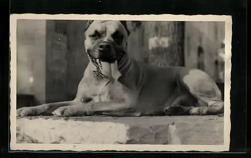 Foto-AK Liegender Boxer zeigt seine Zunge