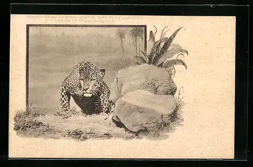 AK Leopard beim Anpirschen in freier Wildbahn