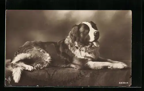 AK Liegender Bernhardiner mit hängender Zunge