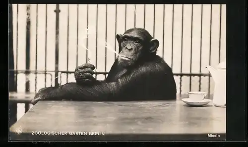 AK Berlin, Rauchender Schimpanse im Zoo