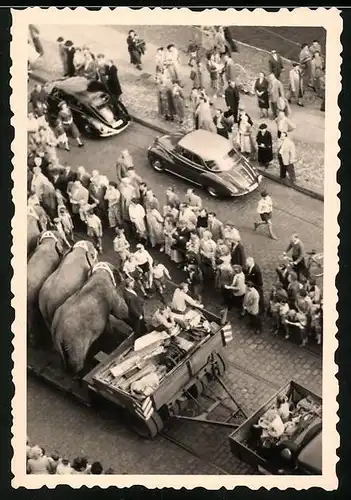 Fotografie Zirkus-Elefanten werden dicht an dicht gedrängt durch Berlin gefahren, Schaulustige am Strassenrand