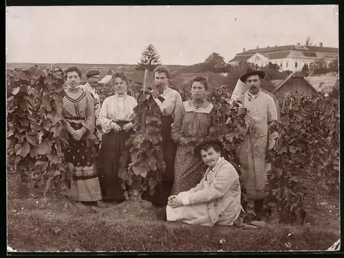 Fotografie Weinlese - Weinernte, Winzerfamilie zwischen Weinreben bei der Arbeit