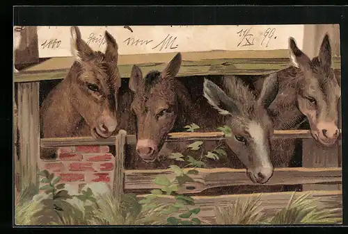 Lithographie Vier junge Esel schauen aus dem Stall heraus