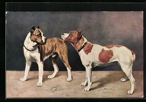 AK zwei Boxer mit fleckigem Fell